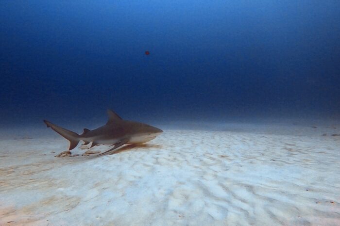 Dive with Bull Shark