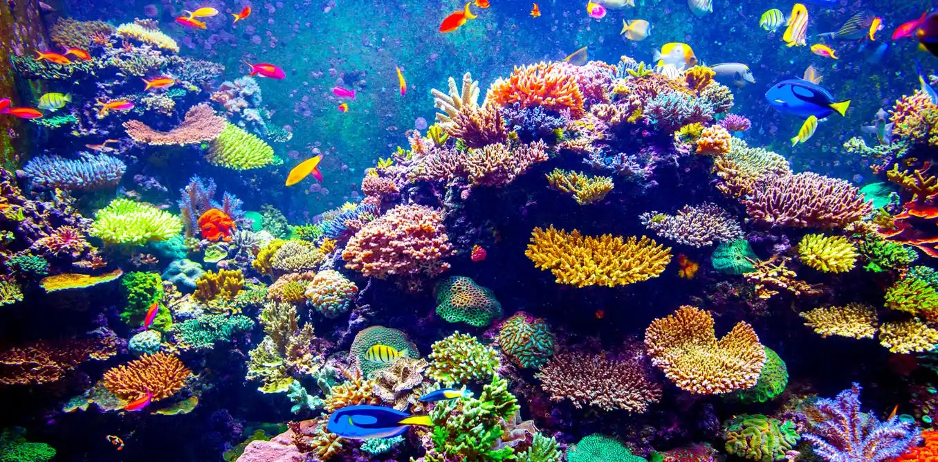Palau reef Reef