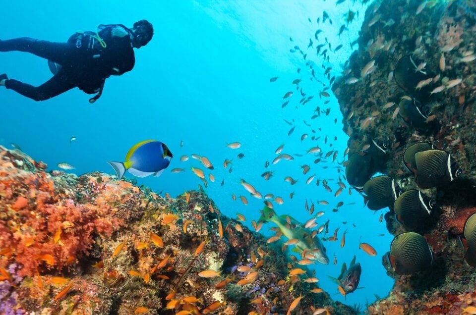 best scuba reef in the world